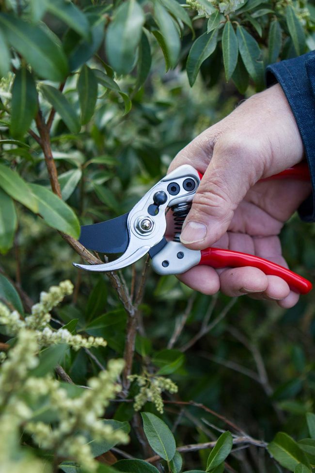 DARLAC EXPERT SMALL BYPASS PRUNER