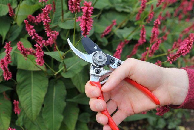 DARLAC PROFESSIONAL LADIES PRUNER