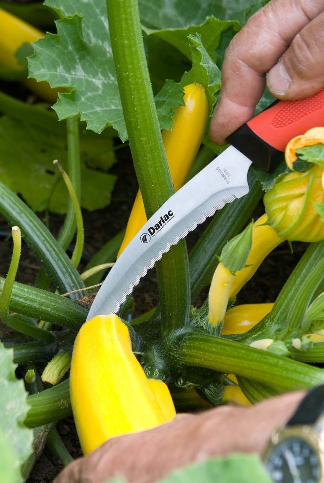 DARLAC HARVEST AND ASPARAGUS KNIFE