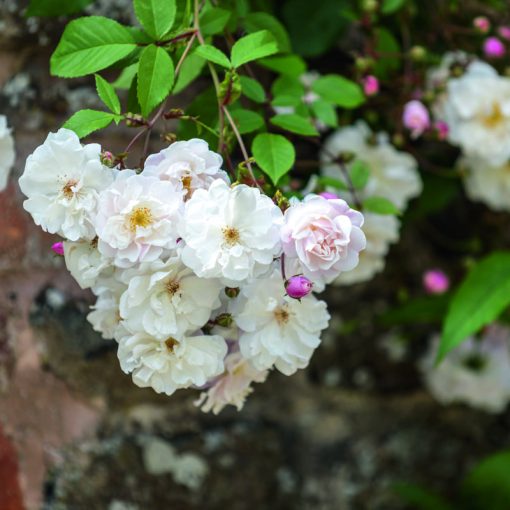 DAVID AUSTIN ROSES 'ADELAIDE DORLEANS'