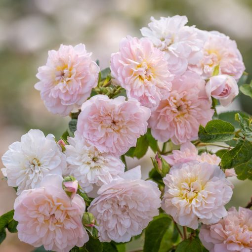 DAVID AUSTIN ROSES 'ELIZABETH'