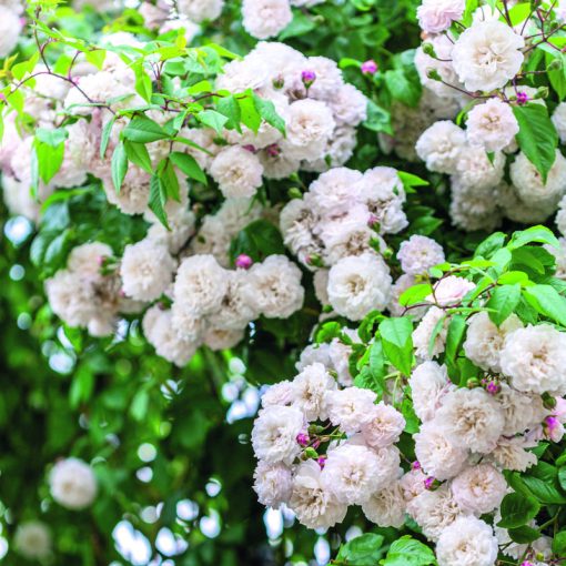 DAVID AUSTIN ROSES 'FELICITE ET PERPETUE'