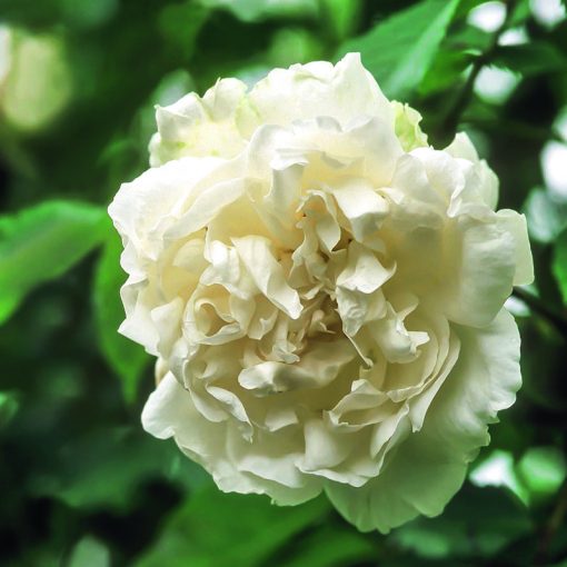DAVID AUSTIN ROSES 'MME. ALFRED CARRIERE'