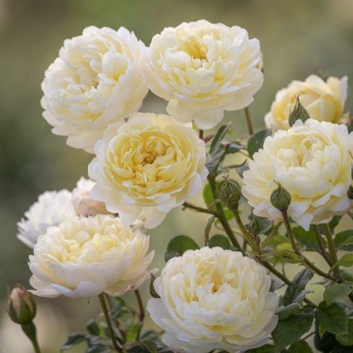 DAVID AUSTIN ROSES 'NYE BEVAN'