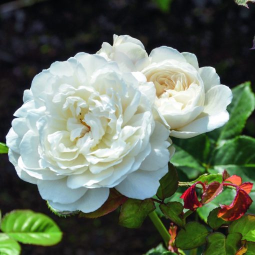 DAVID AUSTIN ROSES 'WILLIAM AND CATHERINE'