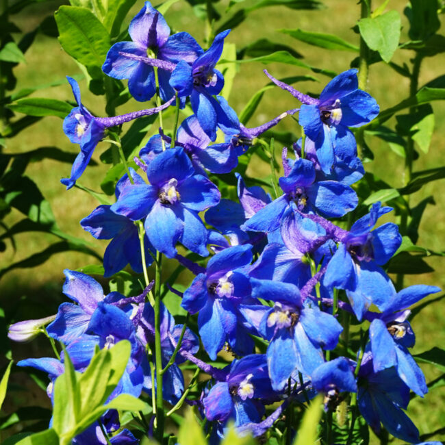Delphinium 'Blue Bird'