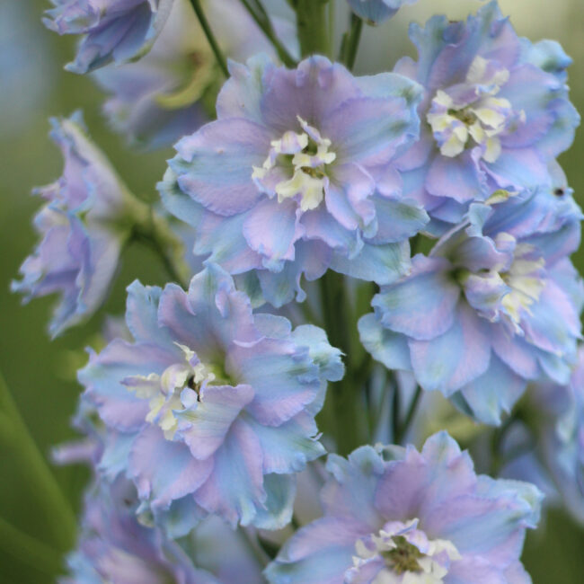 Delphinium 'Light Blue White Bee'