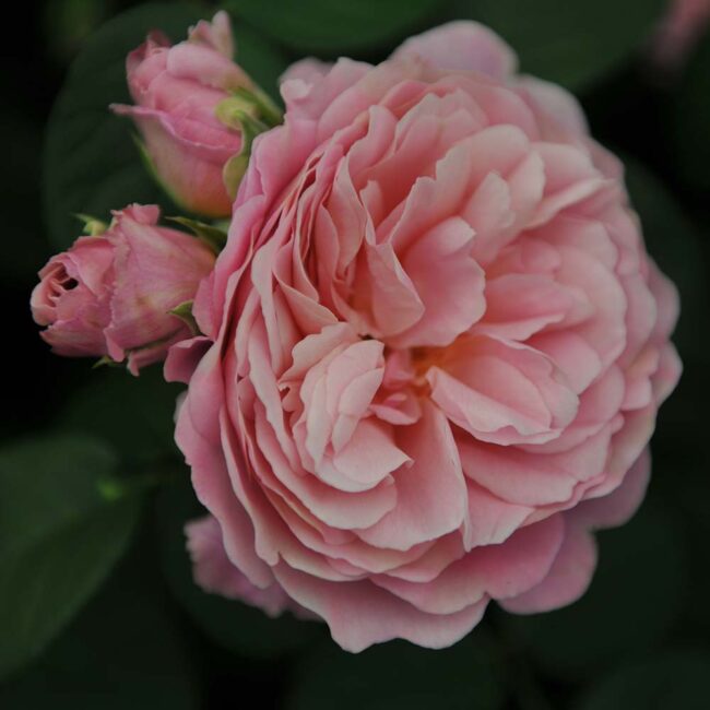 David Austin Roses 'Eustacia Vye'