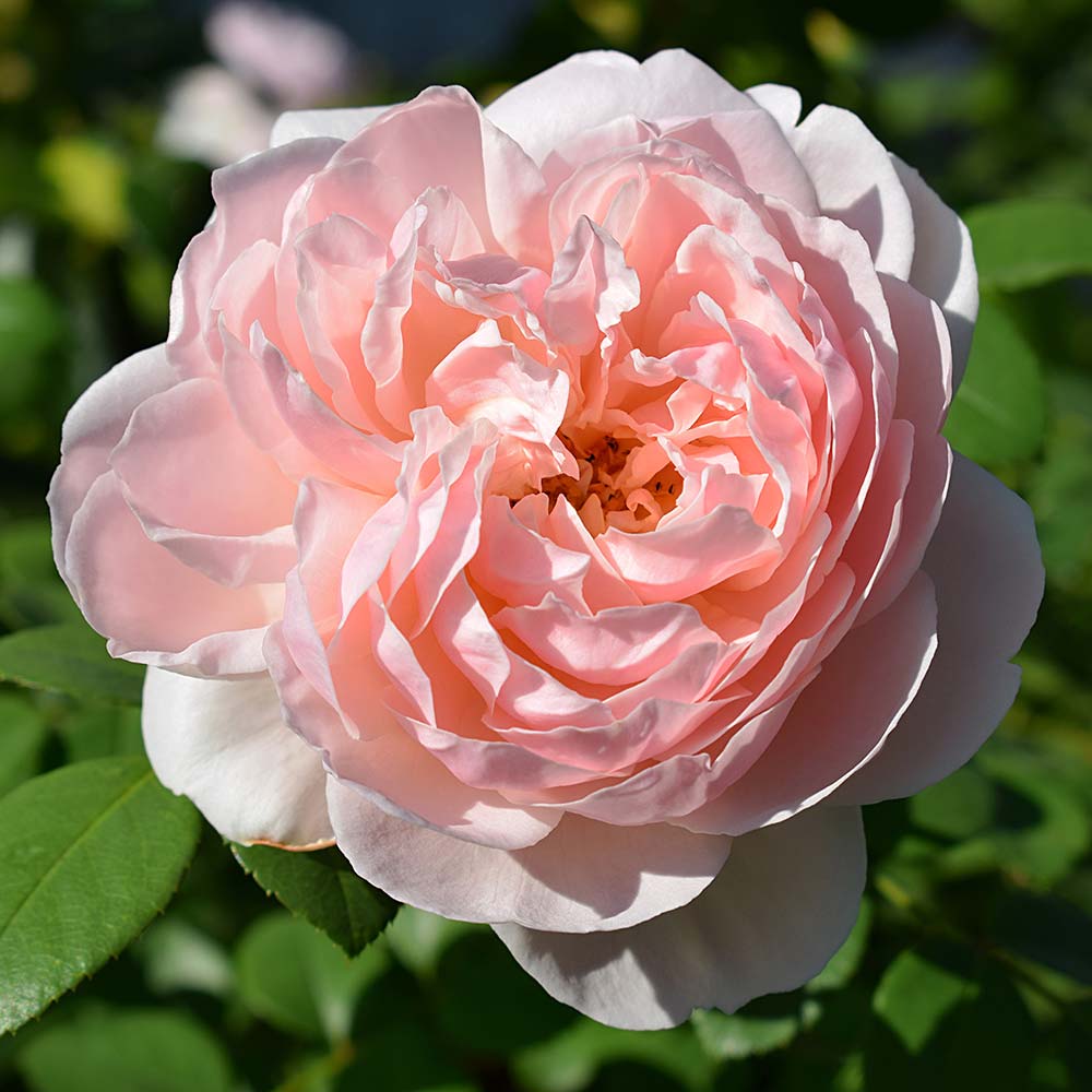 David Austin Roses 'Gentle Hermione'