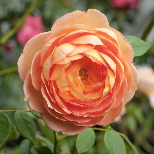David Austin Roses 'Lady of Shalott'