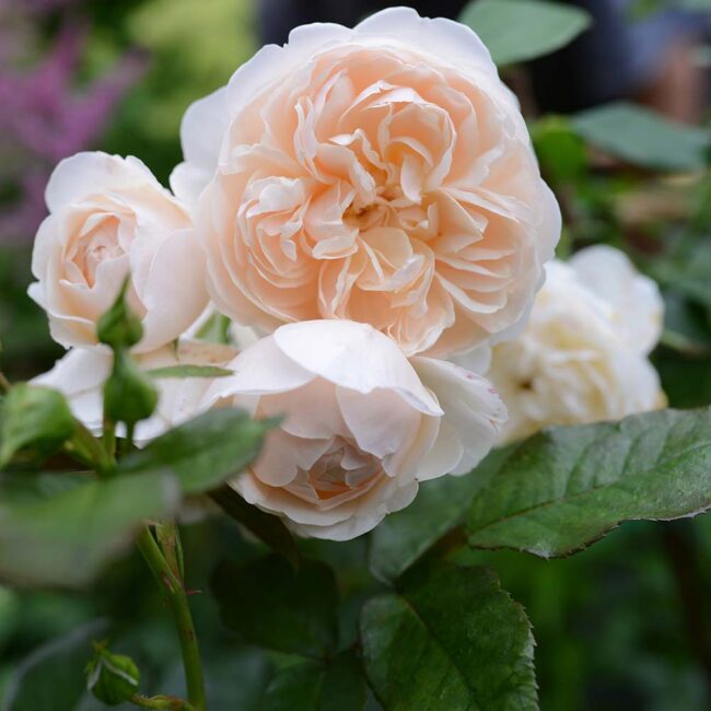 David Austin Roses 'Lichfield Angel'