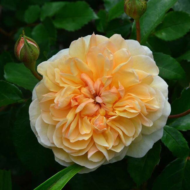 David Austin Roses 'Port Sunlight'