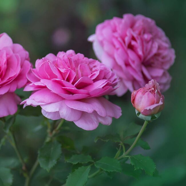 David Austin Roses 'Princess Alexandra of Kent'