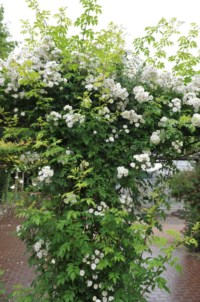 David Austin Roses ''Rambling Rector' - Image 2