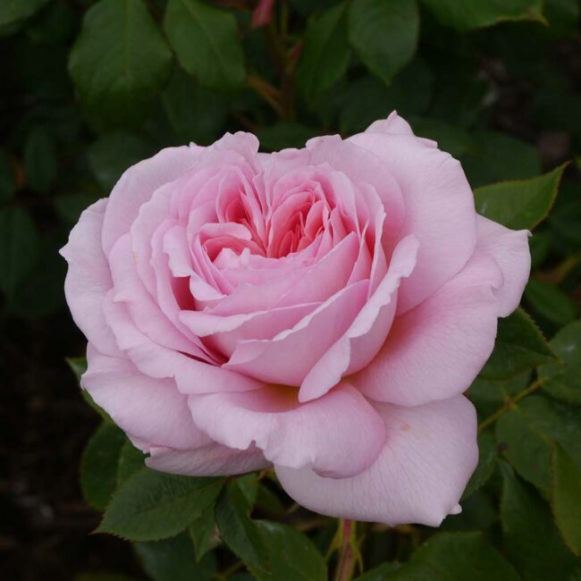 David Austin Roses 'The Ancient Mariner'