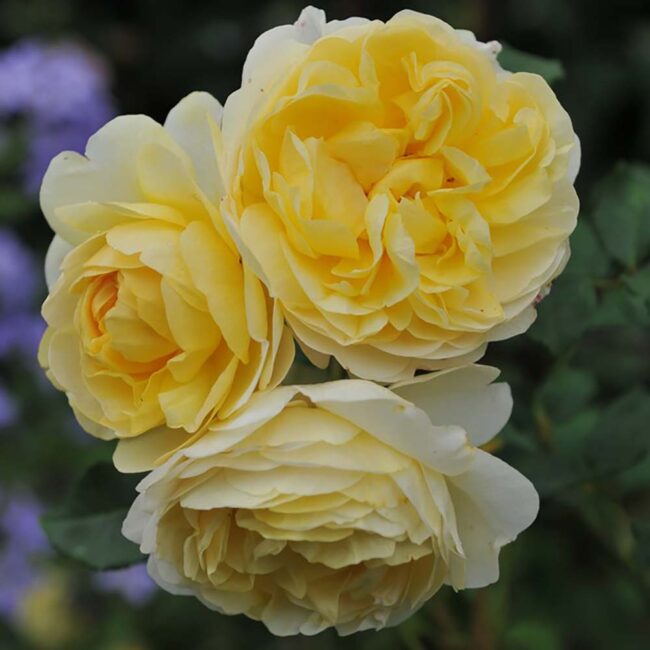 David Austin Roses 'The Poet's Wife'
