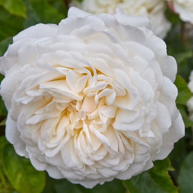 David Austin Roses 'Tranquillity'