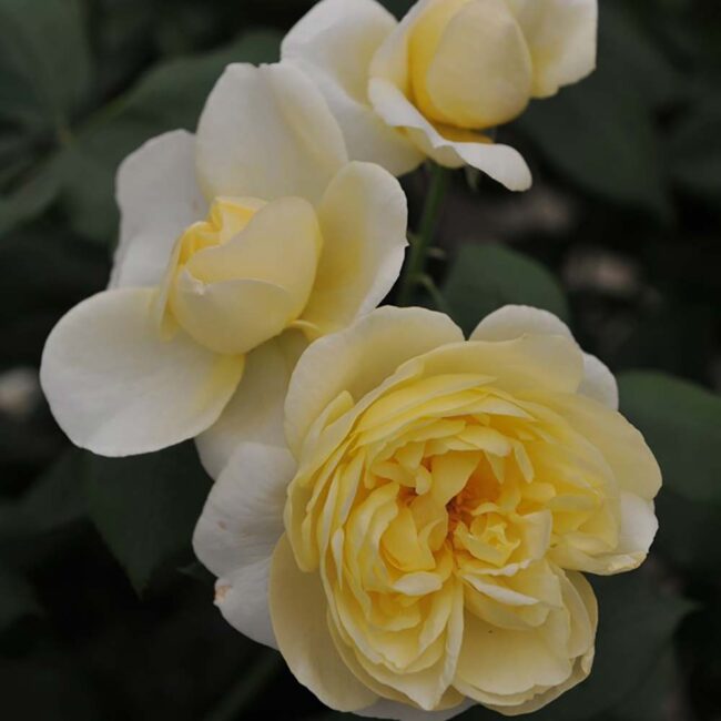 David Austin Roses 'Vanessa Bell'