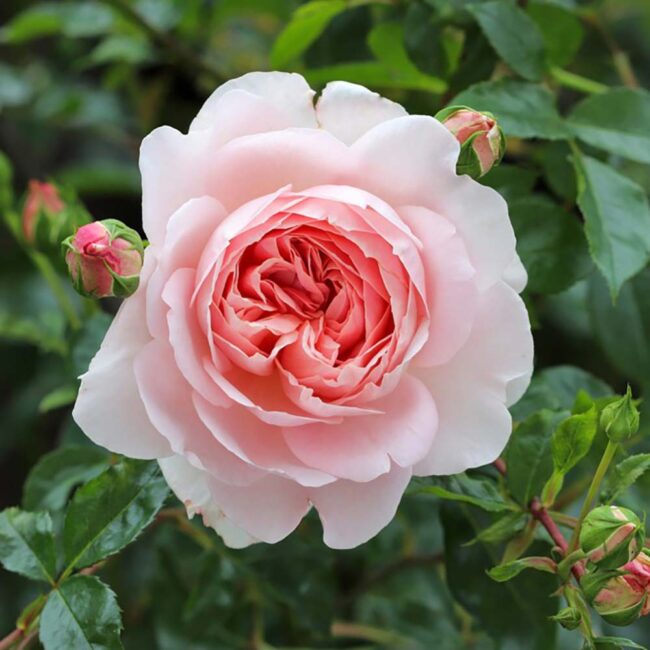 David Austin Roses 'Wildeve'