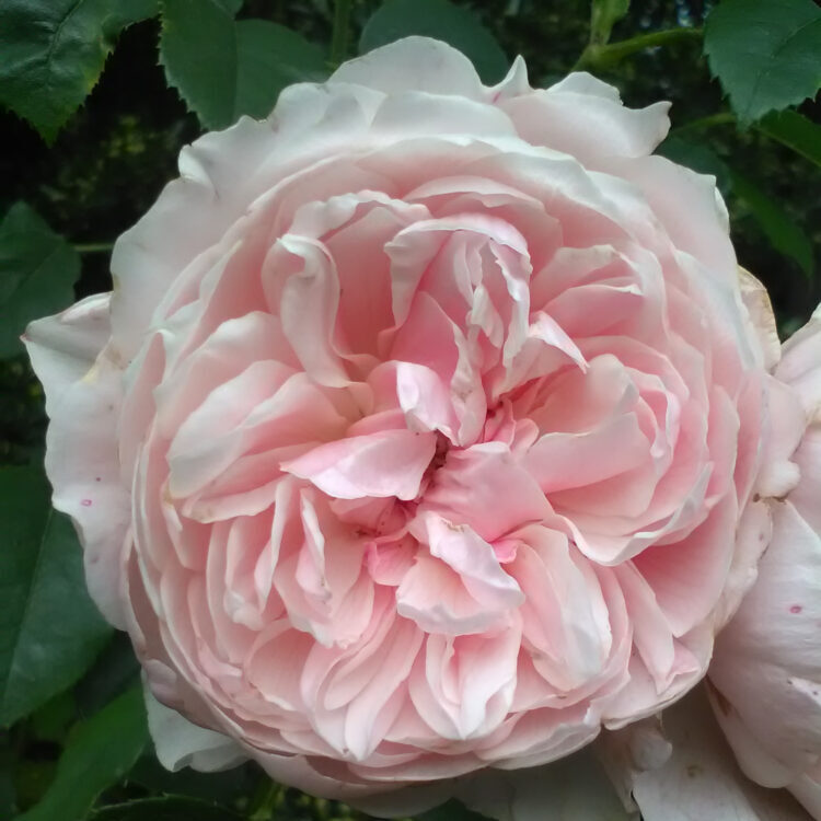 David Austin Roses 'Wisley 2008'