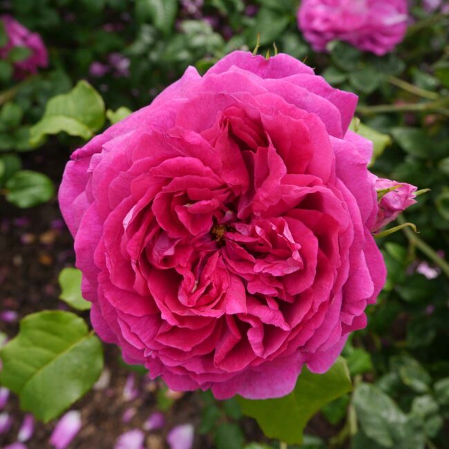 David Austin Roses 'Young Lycidas'