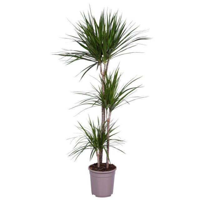 Dracaena marginata