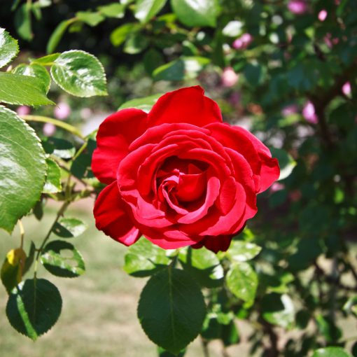 Dublin Bay Rose