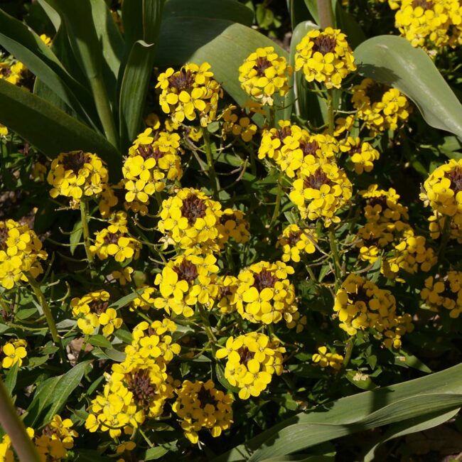 Erysimum hybridum 'Canaries Yellow'