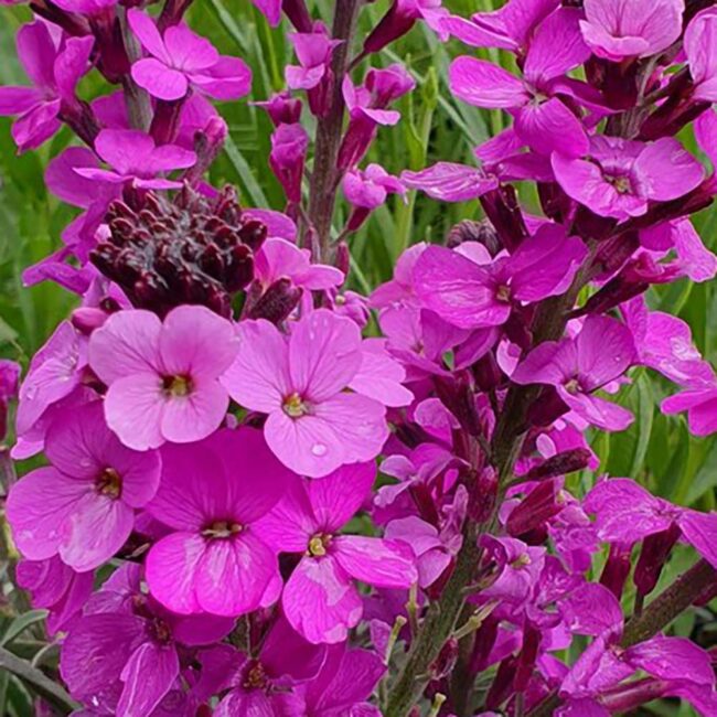 Erysimum 'Bowles Mauve'