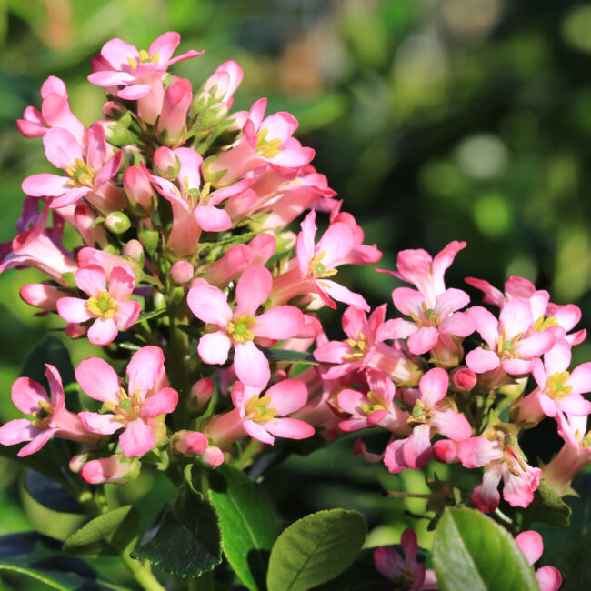 Escallonia 'Show Stopper'