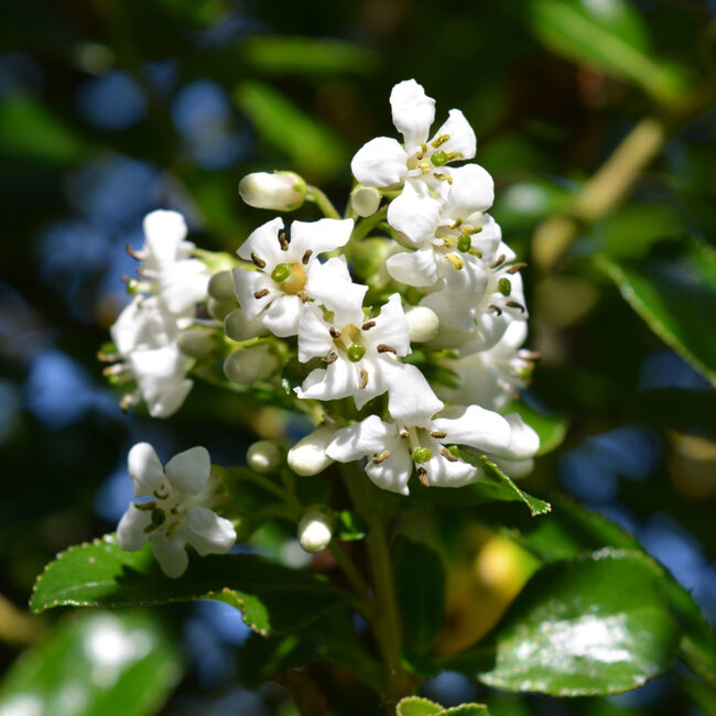 Escallonia 'Iveyi'