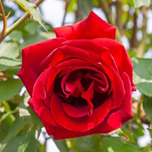 Étoile de Hollande Climbing Rose