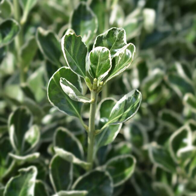 Euonymus japonicus 'Bravo'