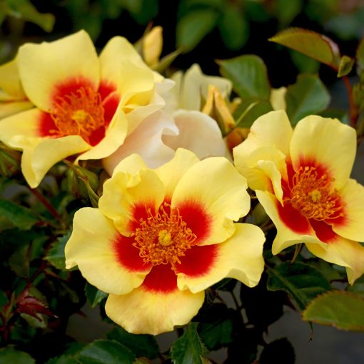 Eye of the Tiger Rose