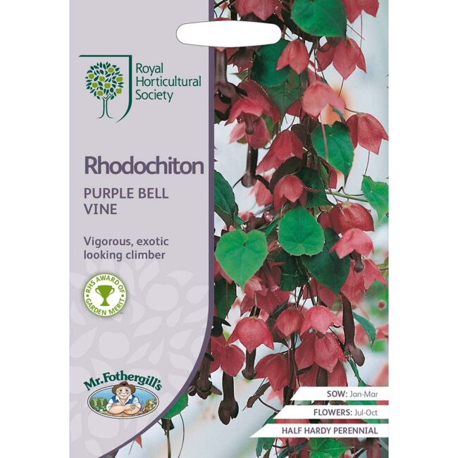MR FOTHERGILL'S - RHS RHODOCHITON PURPLE BELL VINE SEEDS