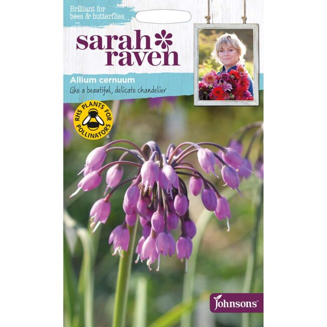JOHNSONS SARAH RAVEN - ALLIUM CERNUUM SEEDS