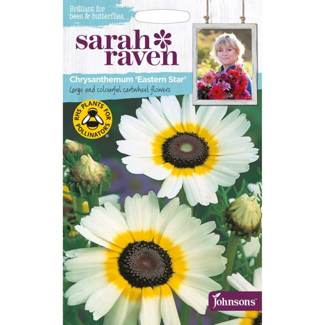 JOHNSONS SARAH RAVEN - CHRYSANTHEMUM EASTERN STAR SEEDS