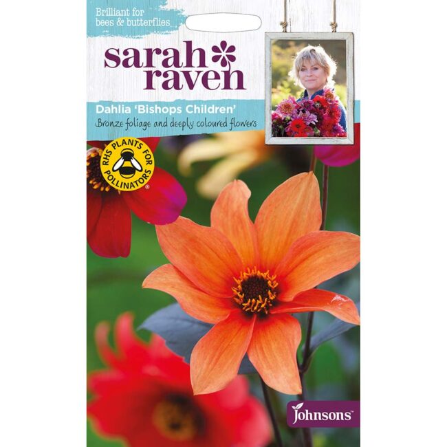 JOHNSONS SARAH RAVEN - DAHLIA BISHOPS CHILDREN SEEDS