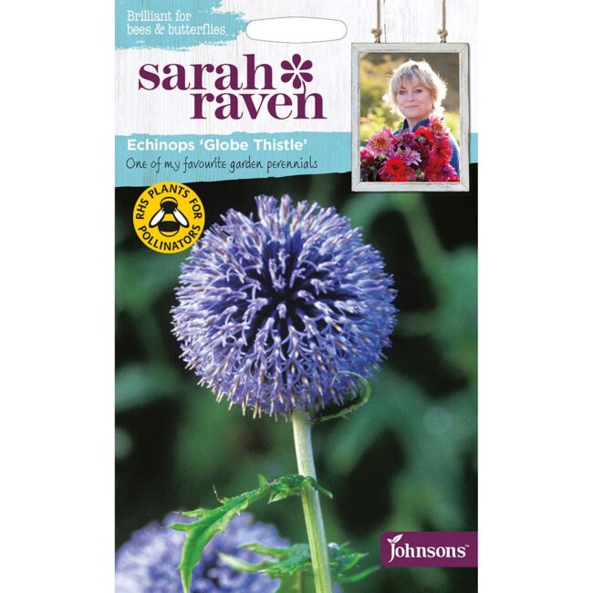 JOHNSONS SARAH RAVEN - ECHINOPS GLOBE THISTLE SEEDS