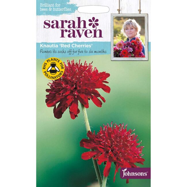 JOHNSONS SARAH RAVEN - KNAUTIA RED CHERRIES SEEDS