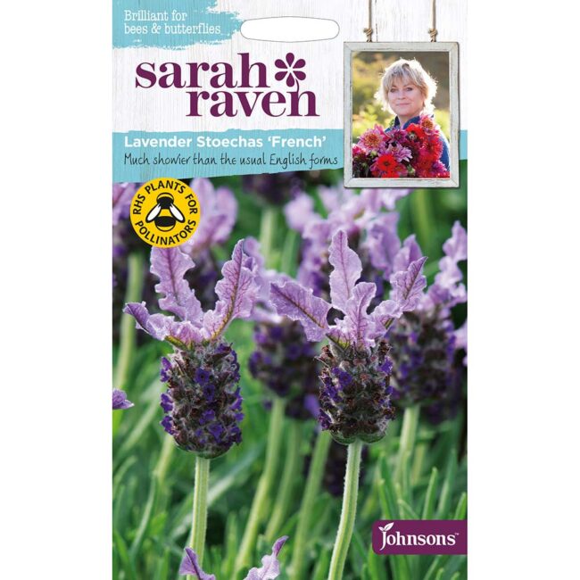 JOHNSONS SARAH RAVEN - LAVENDER STOECHAS FRENCH SEEDS