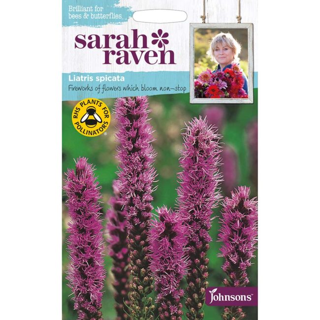 JOHNSONS SARAH RAVEN - LIATRIS SPICATA SEEDS