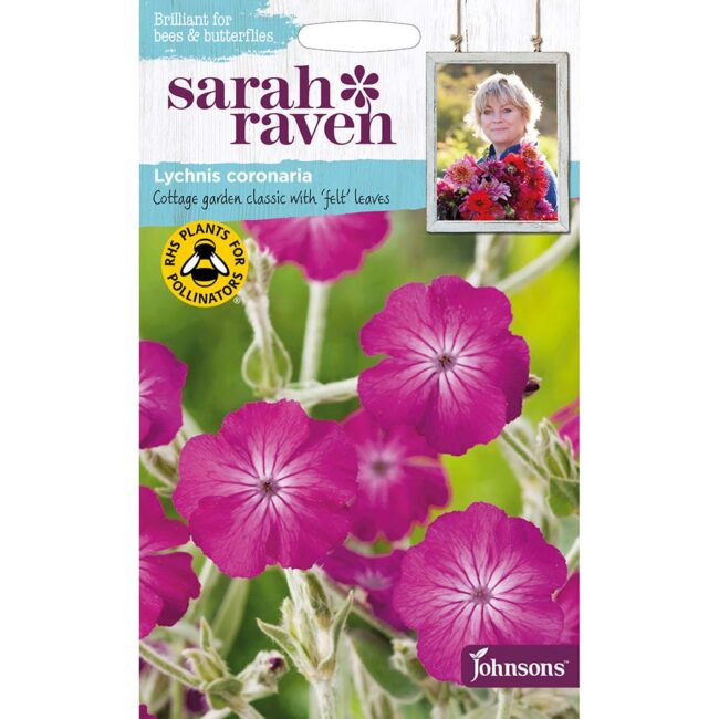 JOHNSONS SARAH RAVEN - LYCHNIS CORONARIA SEEDS