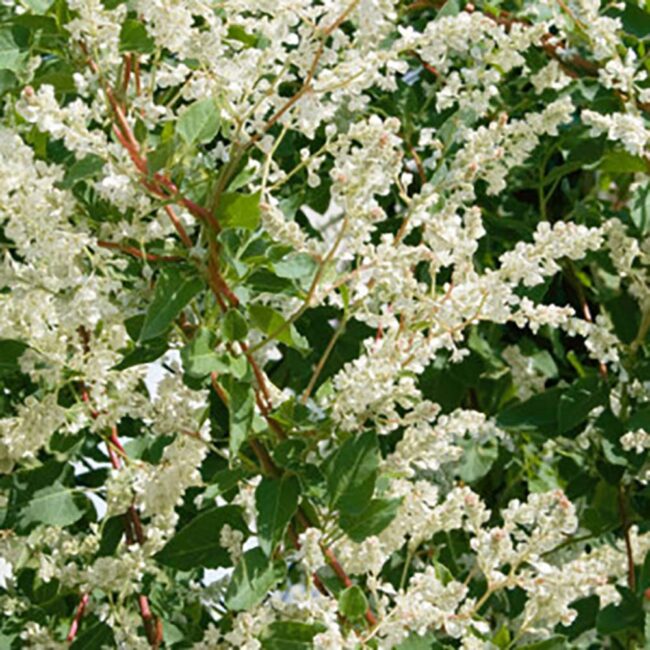 Fallopia polygonum Balshuanicum