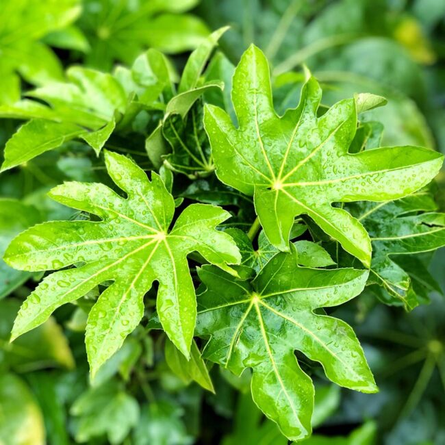 Fatsia japonica