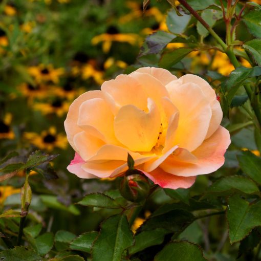 Flower Carpet Amber Rose