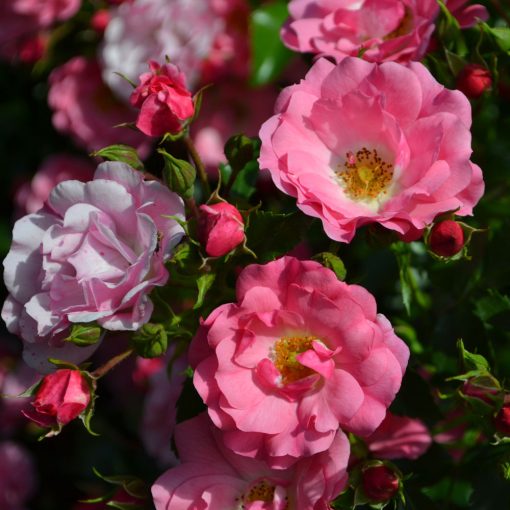 Flower Carpet Pink Rose