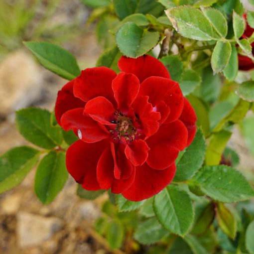 Flower Carpet Scarlet Rose