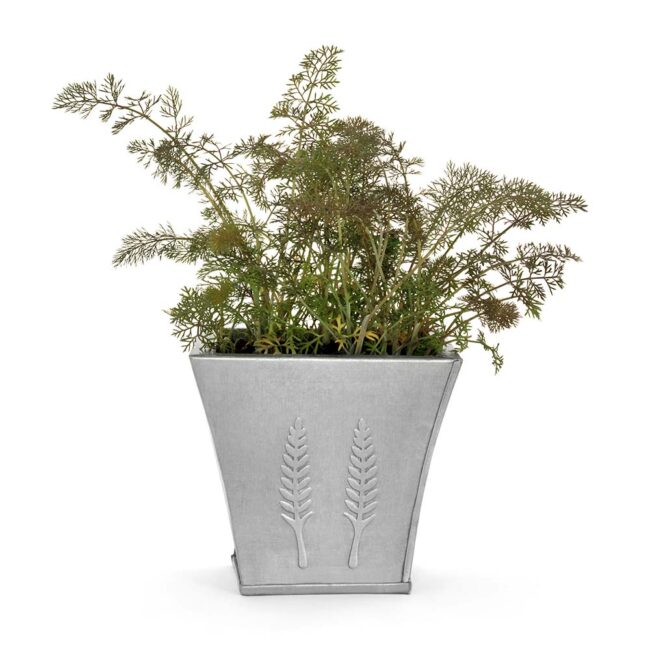Foeniculum vulgare [Bronze Fennel]
