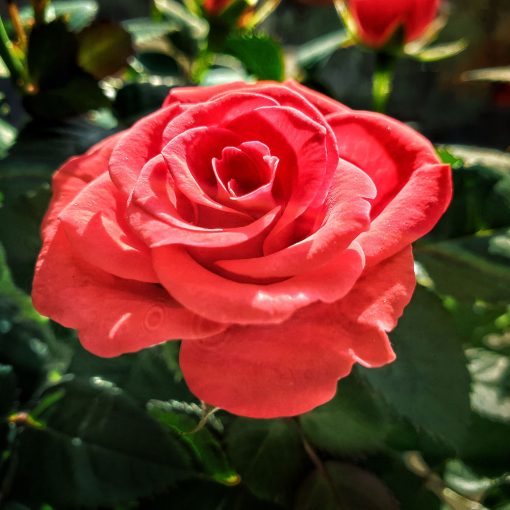 Fragrant Cloud Rose
